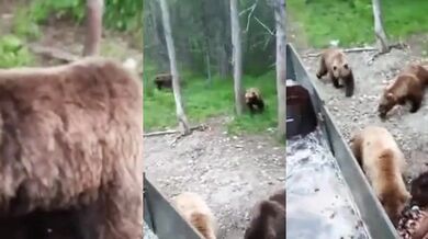 Divocí medvědi jsou krmeni odpadem z továrny na ryby