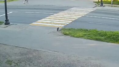 Kočka na vině dopravní nehody