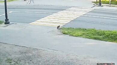 Kočka na vině dopravní nehody