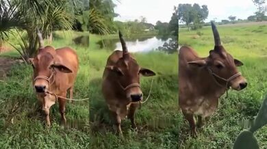 Brazilský jednorožec