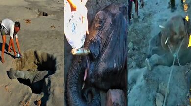 Záchrana uvíznutého slona