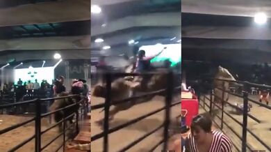 Býk se postaral o všechny tři!