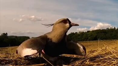 Jihoamerický plaňák: Agresivní strážce svých mláďat