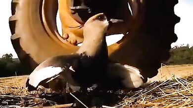 Jihoamerický plaňák: Agresivní strážce svých mláďat