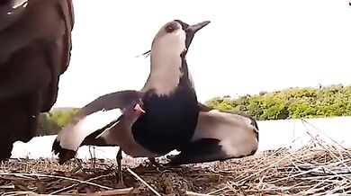 Jihoamerický plaňák: Agresivní strážce svých mláďat