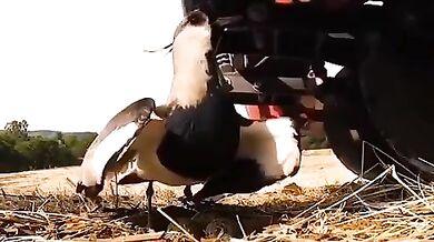 Jihoamerický plaňák: Agresivní strážce svých mláďat