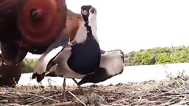 Jihoamerický plaňák: Agresivní strážce svých mláďat