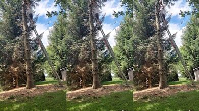 Nehoda při řezání stromu