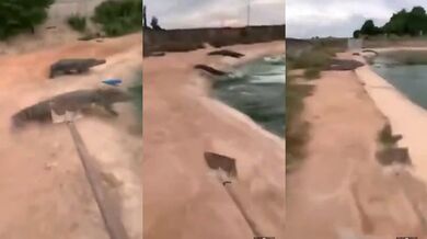 Zahánění krokodýlů