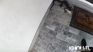 Policista z Fulshear přemístil malého aligátora, který se objevil u dveří domu