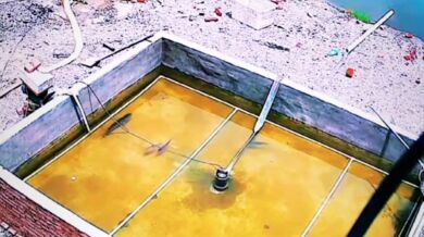 Hledá se Nemo v reálném životě