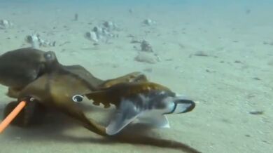 Chobotnice šikanuje žraloka