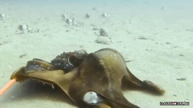 Chobotnice šikanuje žraloka