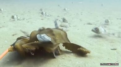 Chobotnice šikanuje žraloka