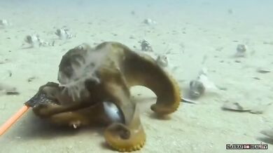 Chobotnice šikanuje žraloka