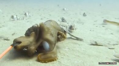 Chobotnice šikanuje žraloka