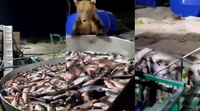 Hostina pro medvěda