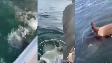 Tuleň skočí na loď, aby se zachránil před kosatkami
