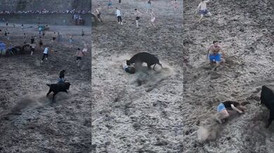 Útěk před býkem nevyšel podle plánu