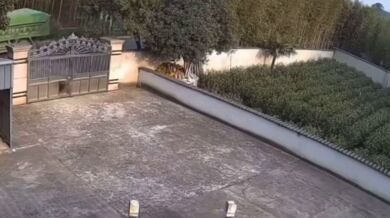 Divočák vs. brána