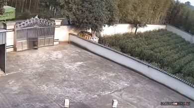 Divočák vs. brána