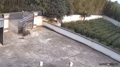 Divočák vs. brána