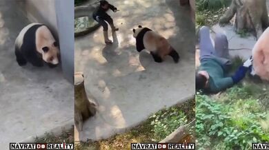 Panda napadla ošetřovatelku v Číně