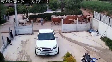 Karma pro ženu mlátící krávu