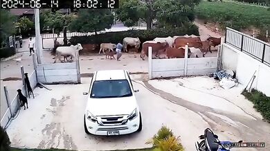 Karma pro ženu mlátící krávu