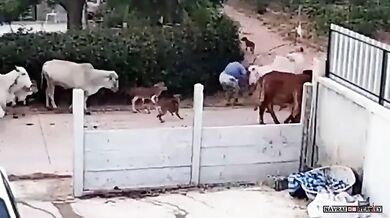 Karma pro ženu mlátící krávu