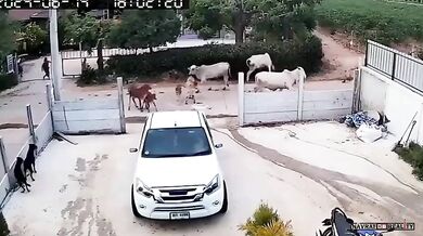 Karma pro ženu mlátící krávu