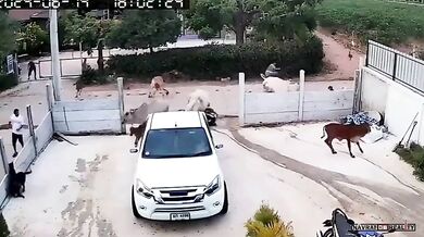 Karma pro ženu mlátící krávu