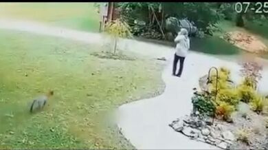 Starší žena vs. nasraná liška