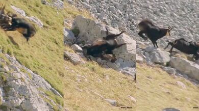 Pokus o ulovení trochu větší kořisti