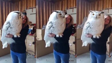 Výr velký (Bubo bubo)