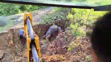 Záchrana slona uvězněného ve studni