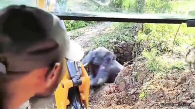 Záchrana slona uvězněného ve studni