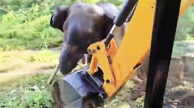 Záchrana slona uvězněného ve studni