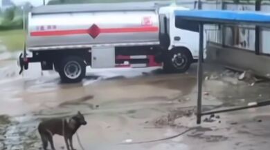 Pes, který měl velké štěstí!