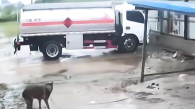 Pes, který měl velké štěstí!