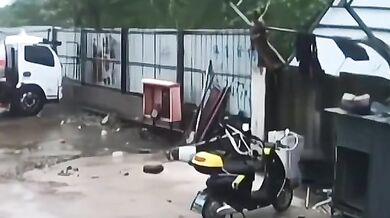 Pes, který měl velké štěstí!