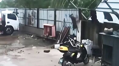 Pes, který měl velké štěstí!