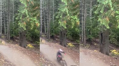 Medvěd se zalekl projíždějících cyklistů