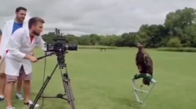 Jak orel mrká očima