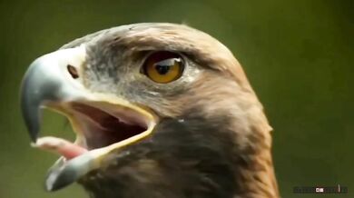 Jak orel mrká očima