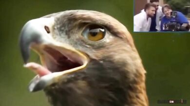 Jak orel mrká očima