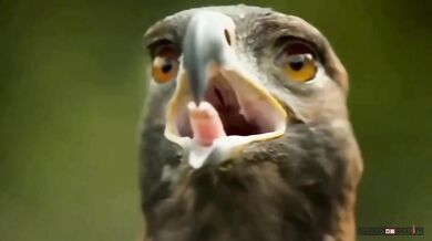 Jak orel mrká očima