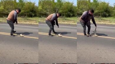 Nehoda kvůli leguána