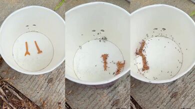 Neuvěřitelná práce mravenců