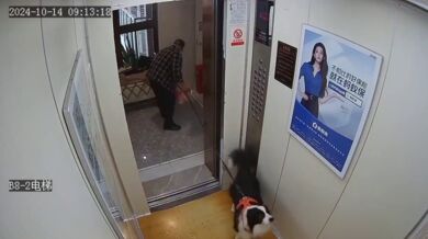 Pes měl velké štěstí